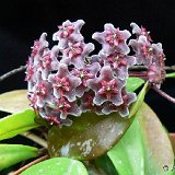 Hoya pubicalyx 'Red Buttons' (rooted plants)
